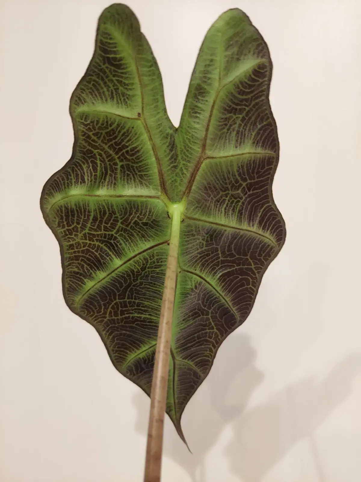 アロカシア　アマゾニカポリー　葉裏