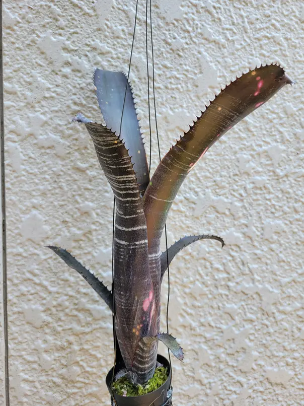 ビルベルギア オビワン