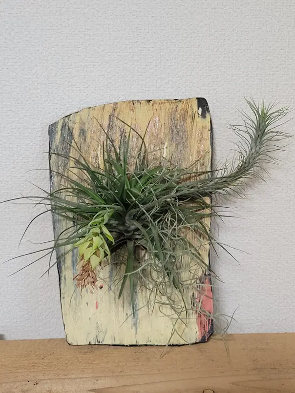 ティランジア 陶板着生実験