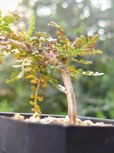 オペルクリカリア　パキプス　実生　塊根植物