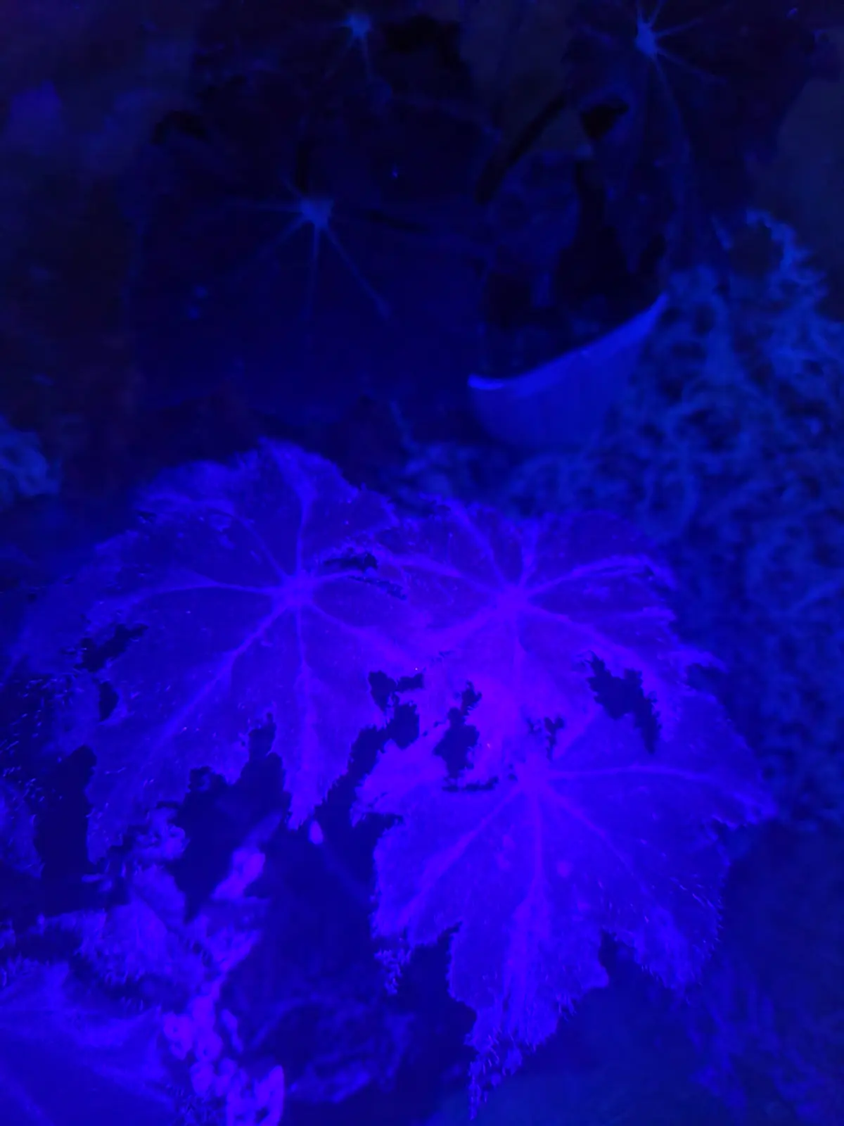 光るブラックベゴニア