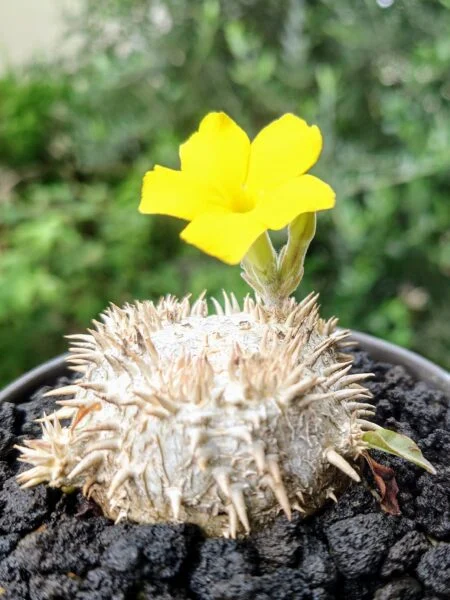 パキポディウム ブレビカウレ 恵比寿笑い 塊根植物 花
