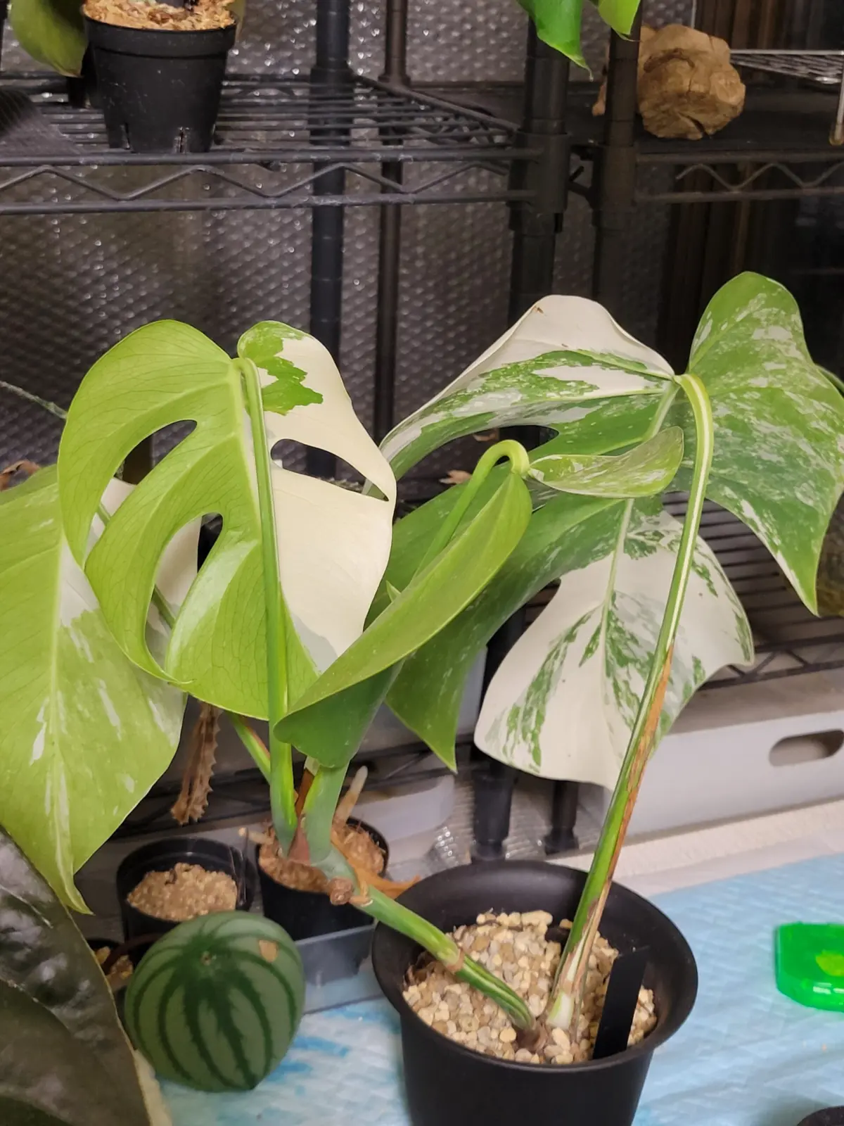 モンステラ ボルシギアナ アルボ