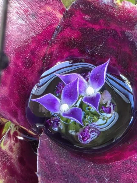 ネオレゲリア ジャバプラム 花
