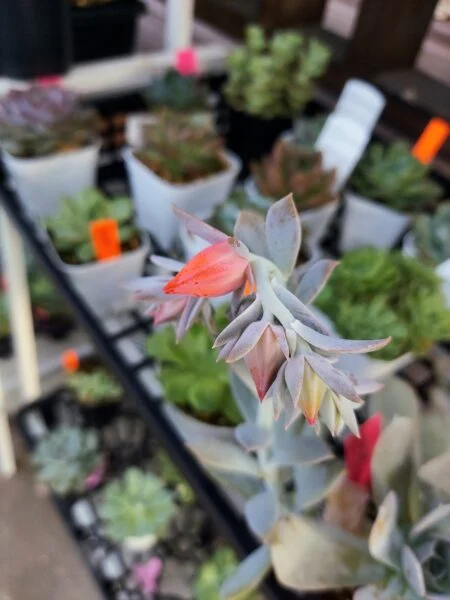 エケベリア　ルシタ　花