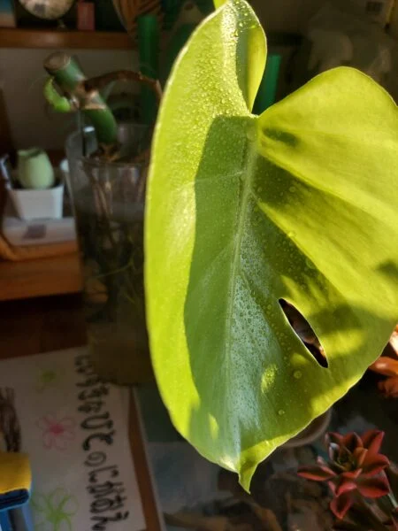 モンステラ　水耕