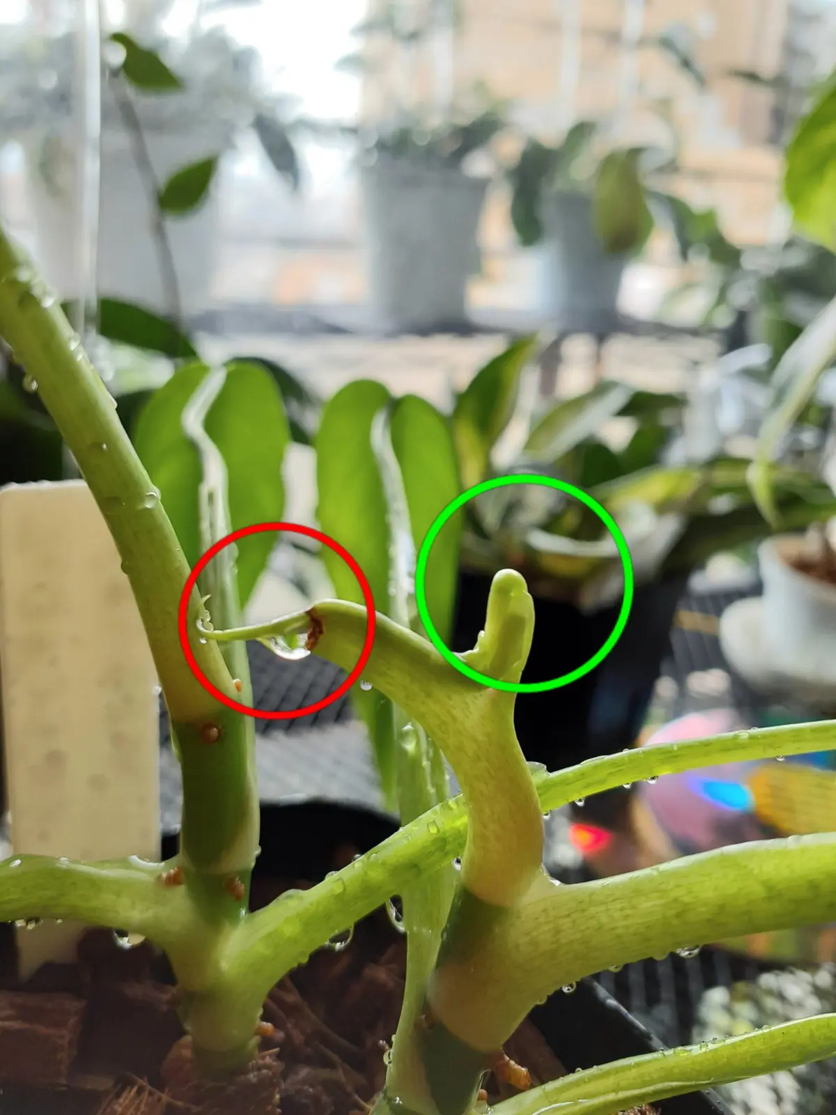 フィロデンドロン　品種わからない