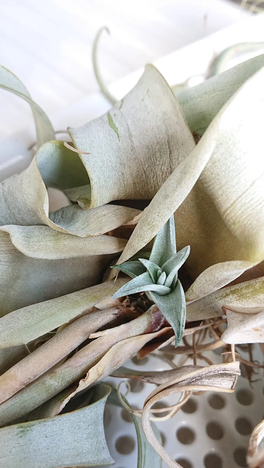 キセログラフィカ