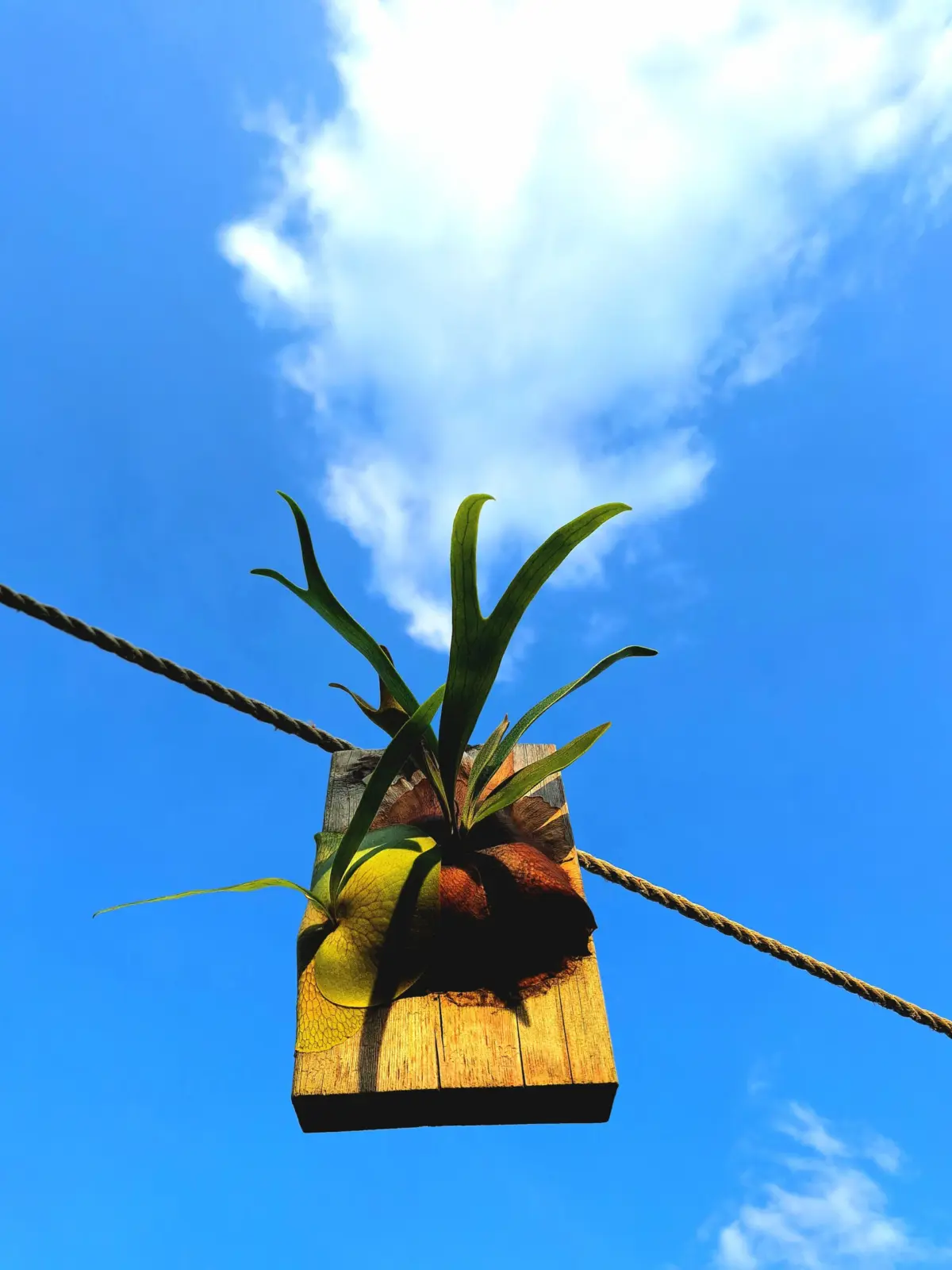 ビカクシダ 細葉ビフル”スポア”