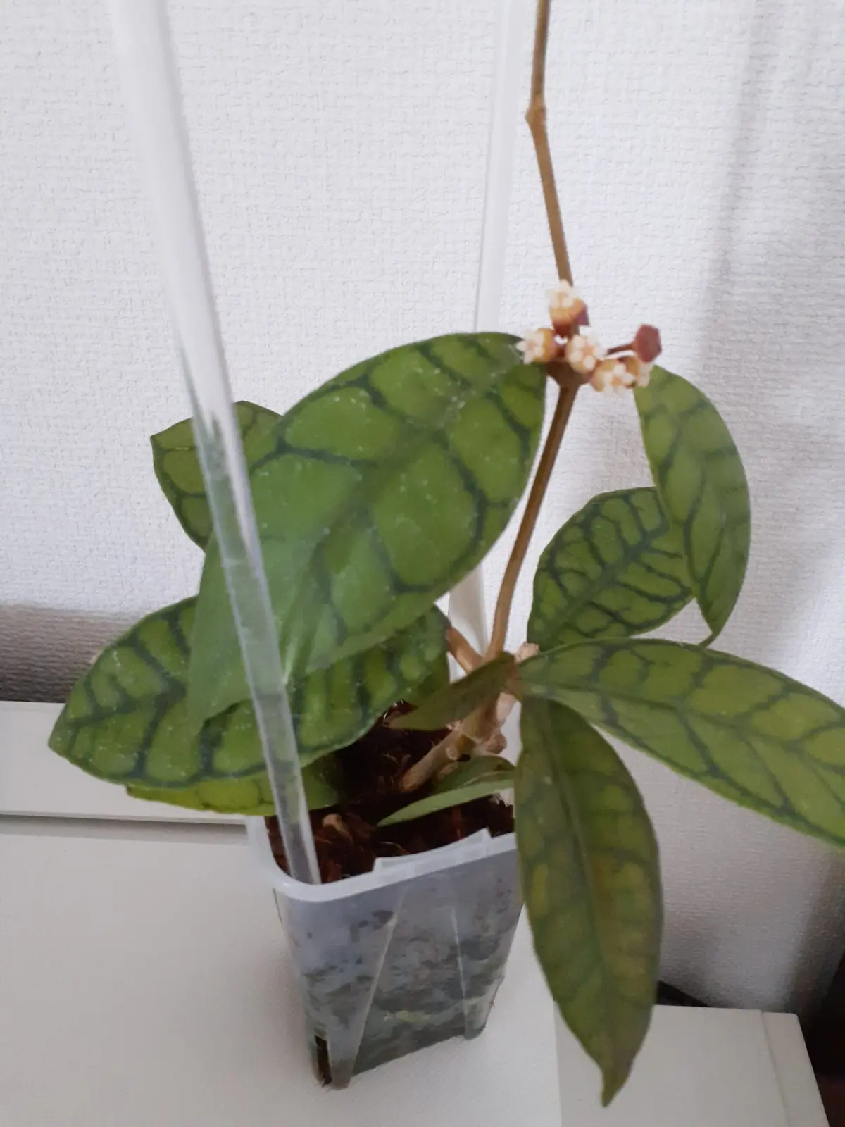 ホヤ　カリストフィラ