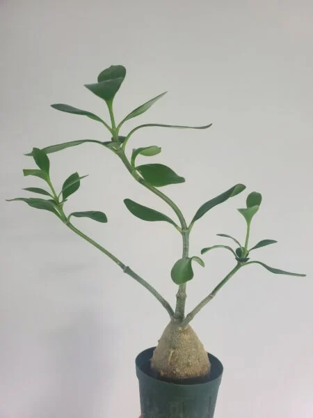ヒドノフィツム　パプアナム