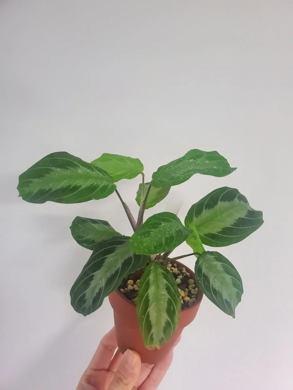 マランタ　シルバーバンド