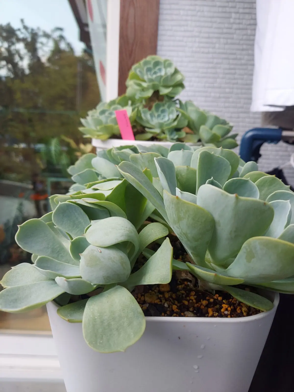 多肉植物　七福神　エケベリア