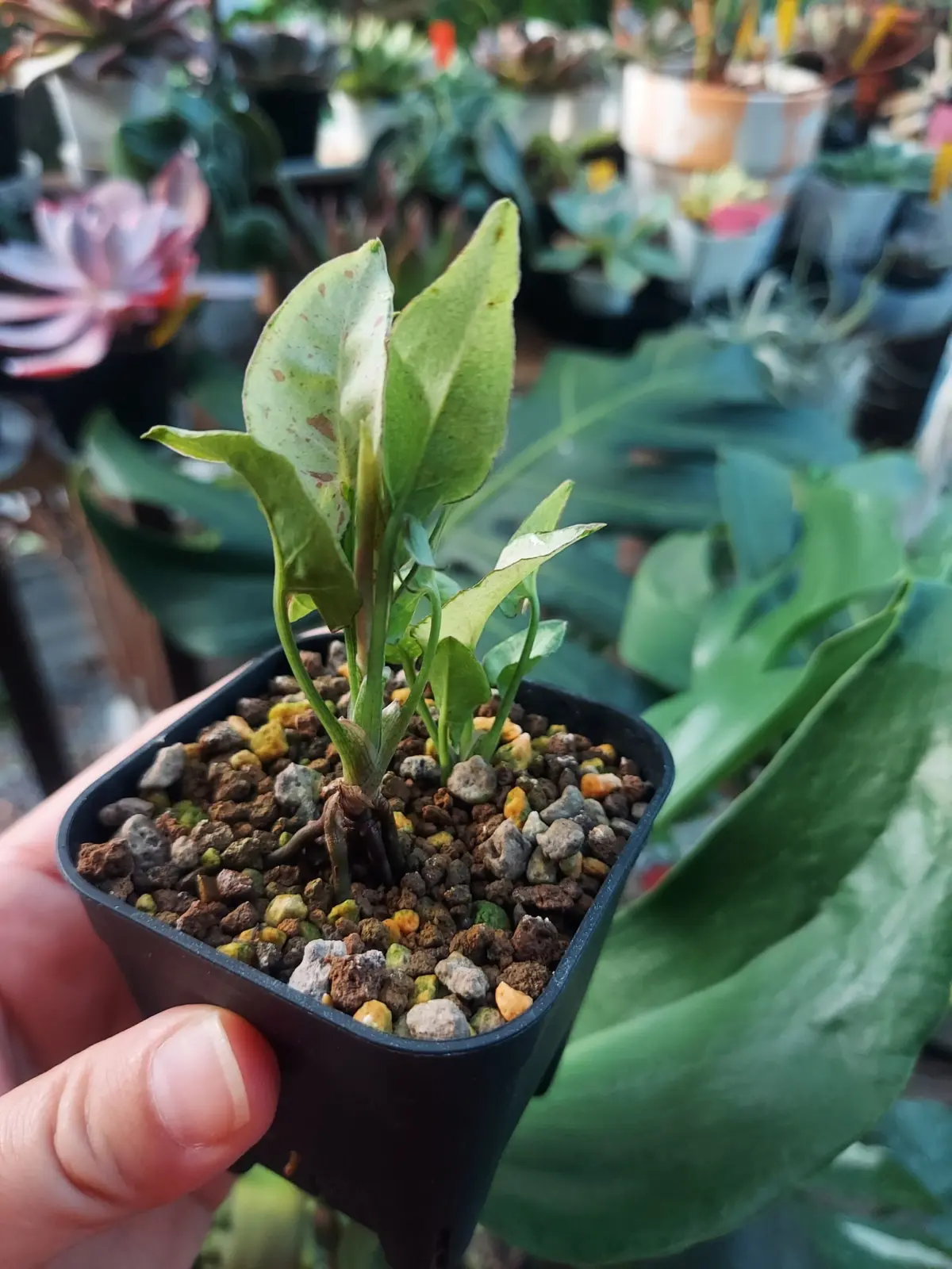 シンゴニウム　名前がわからない