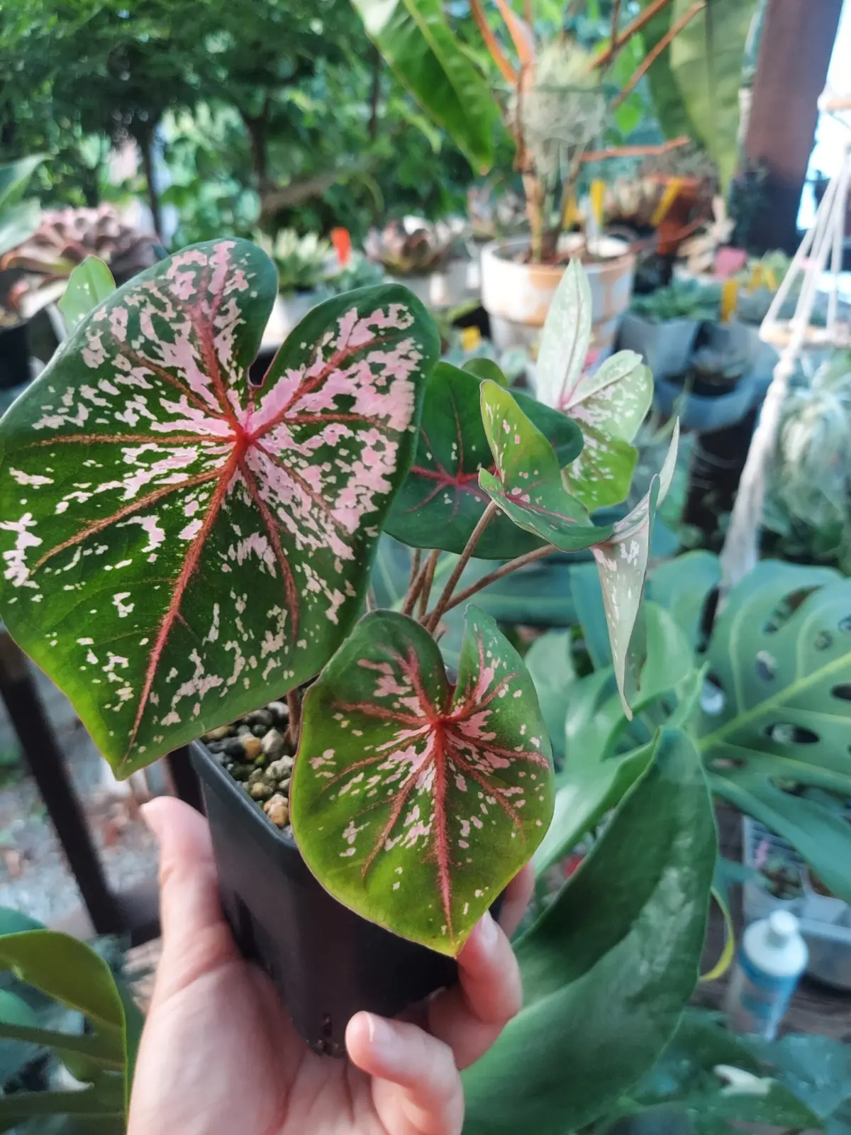 カラジウム　ピンクビューティー　？