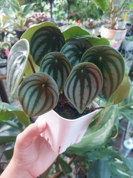 ペペロミア スイカペペ サンデルシー