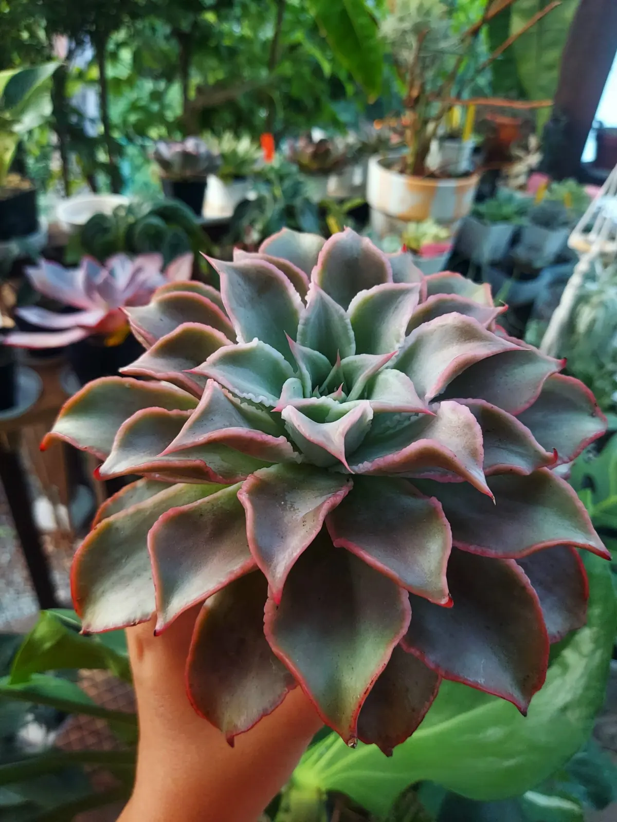 多肉植物　エケベリア　マディバ