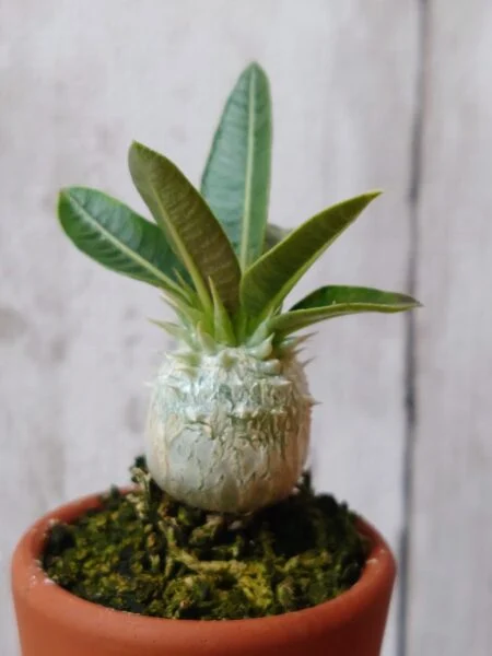パキポディウム レウコキサンツム 実生 塊根植物