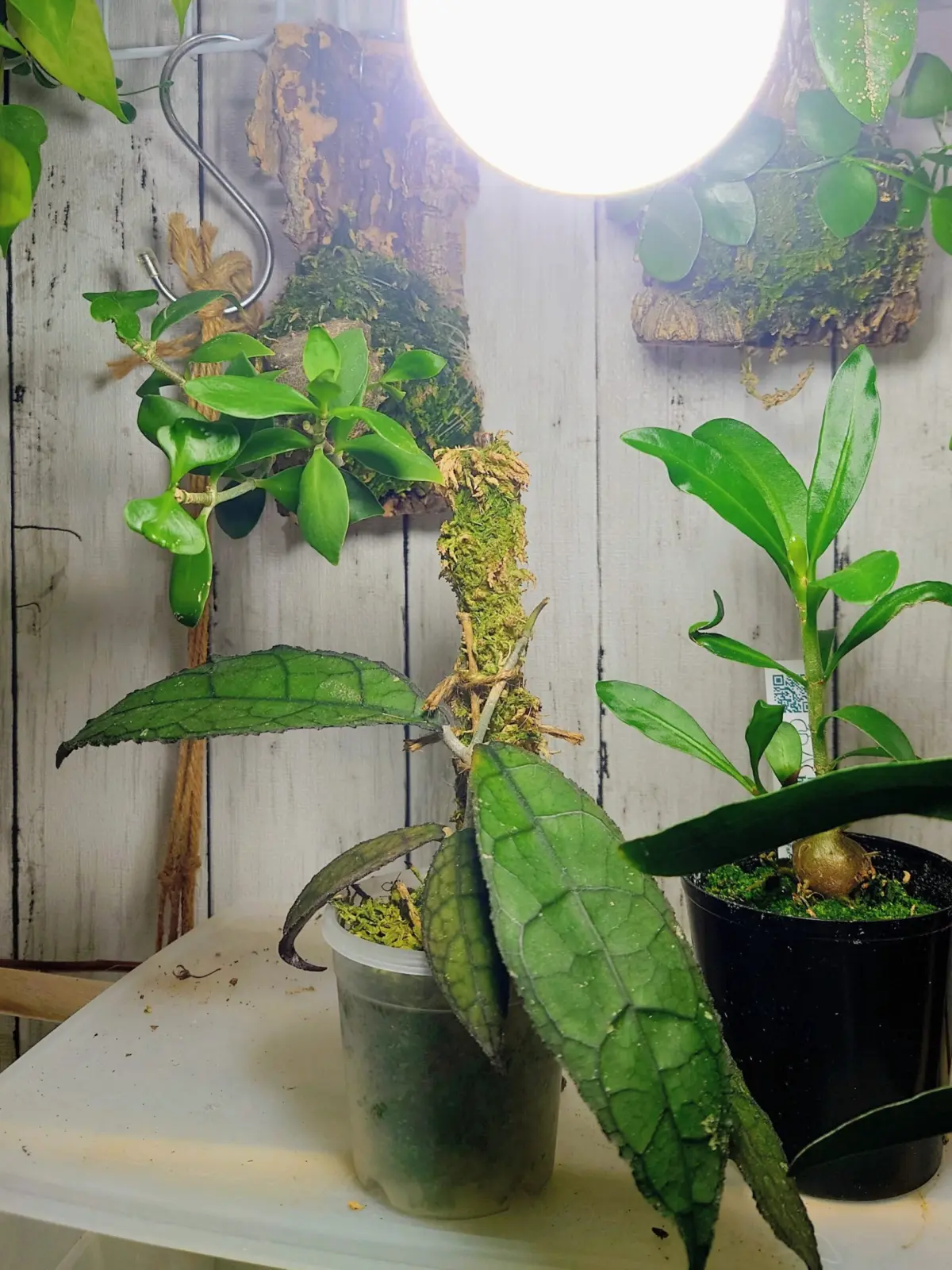 ホヤ　クレメンシオラム