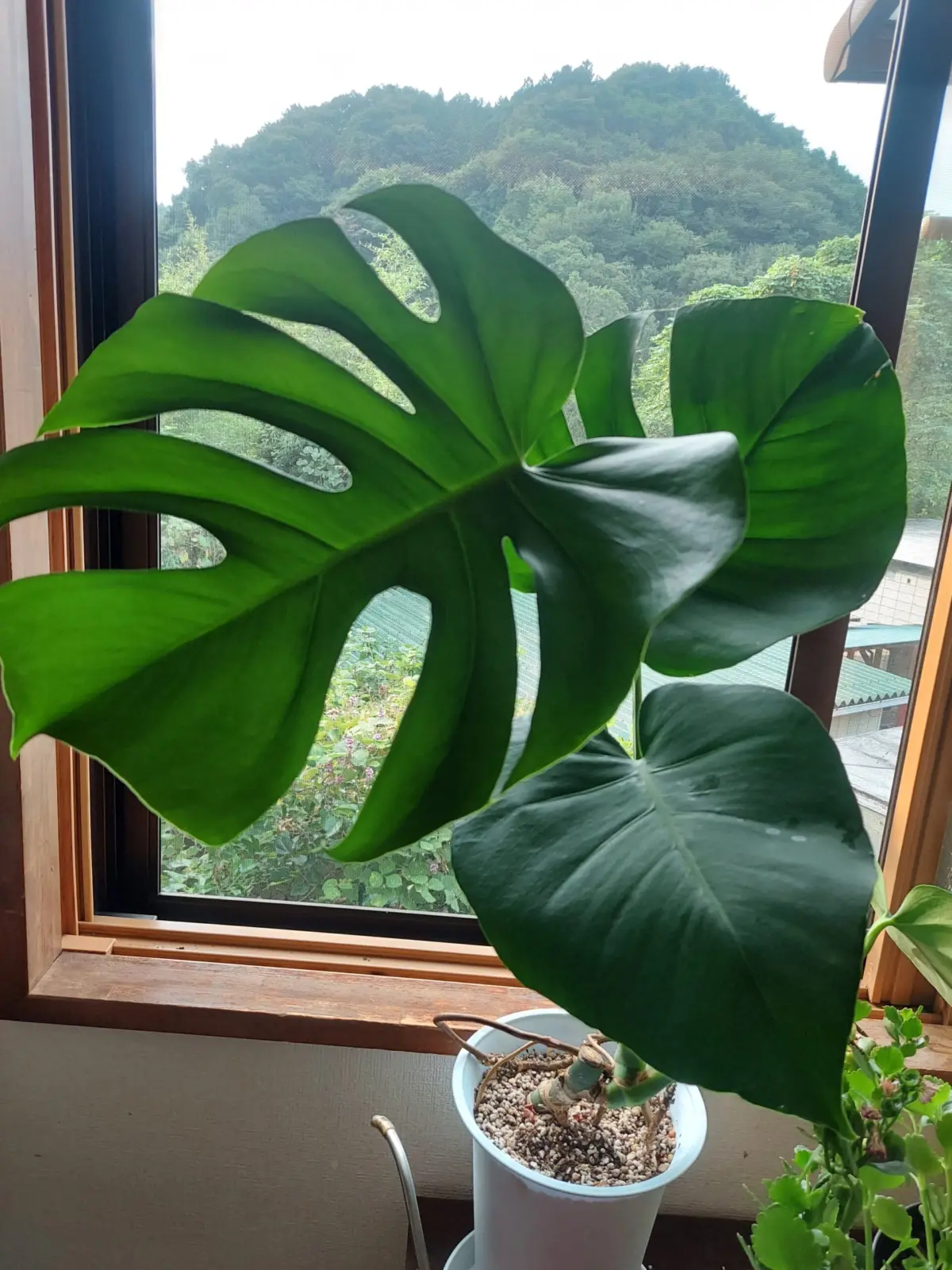 モンステラ　デリシオーサ　胴切り