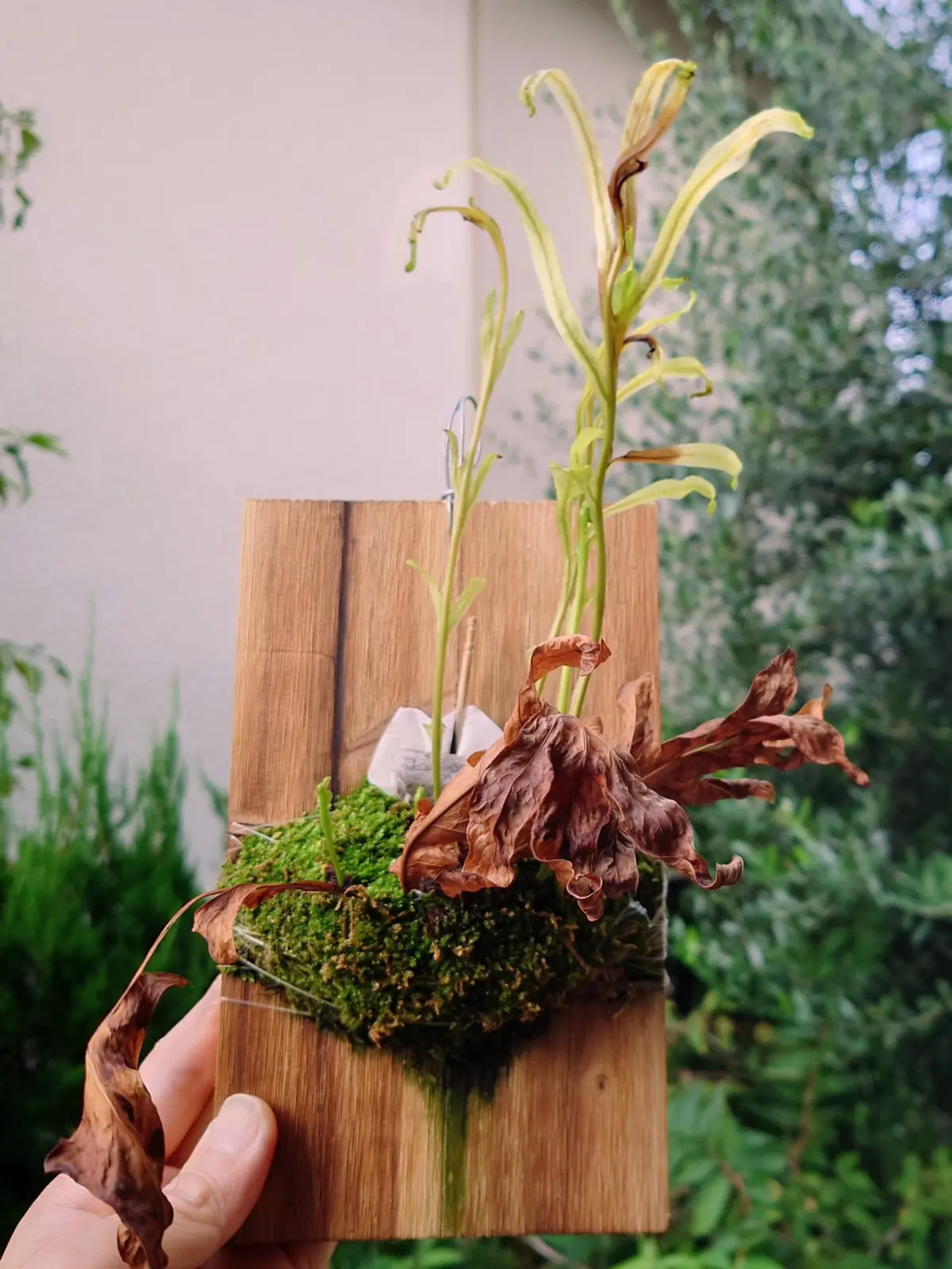 ドリナリア　プレウリディオイデス