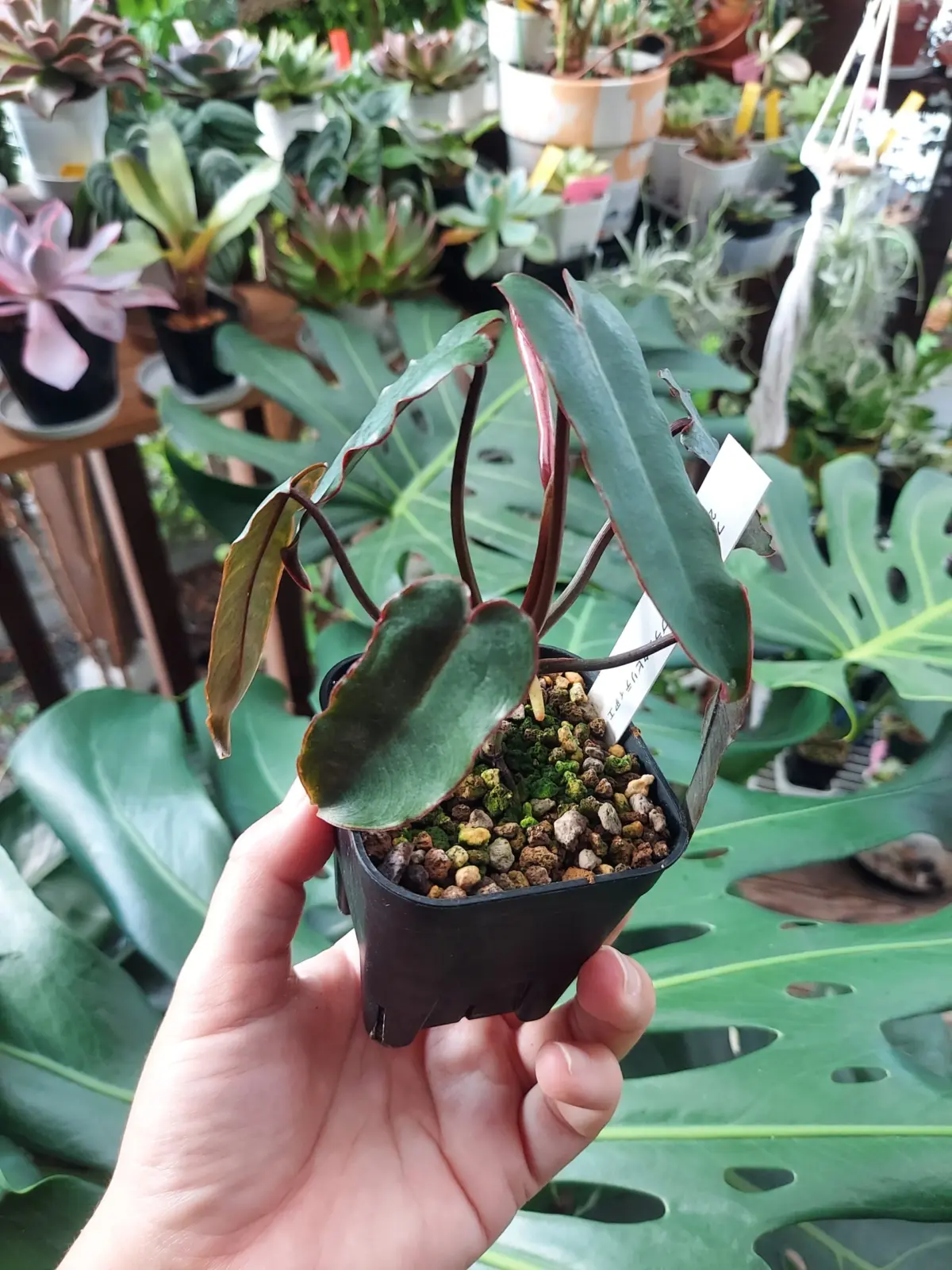 フィロデンドロン　ブラックビリティアエ