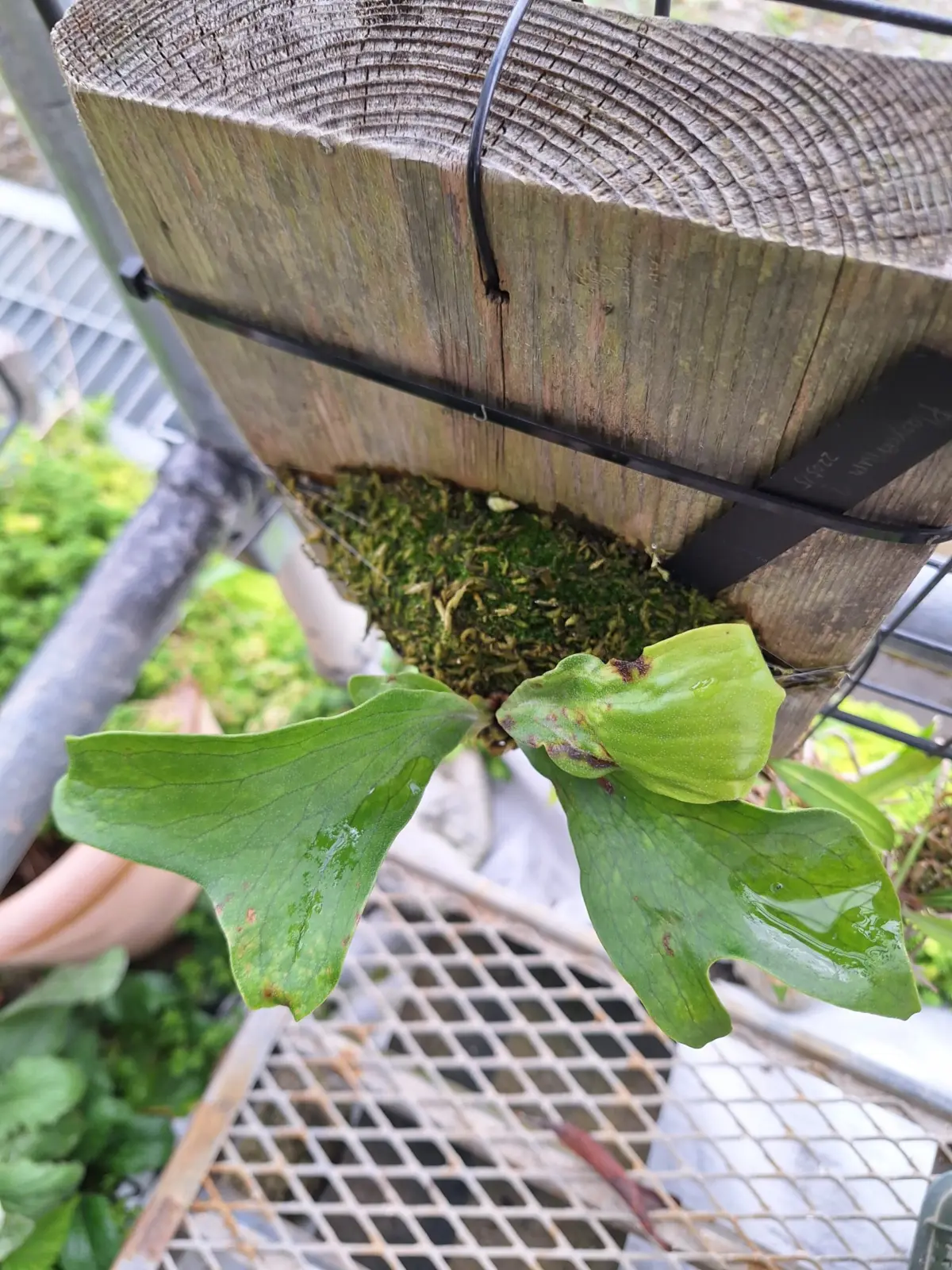 ビカクシダ 札落ち成育不良