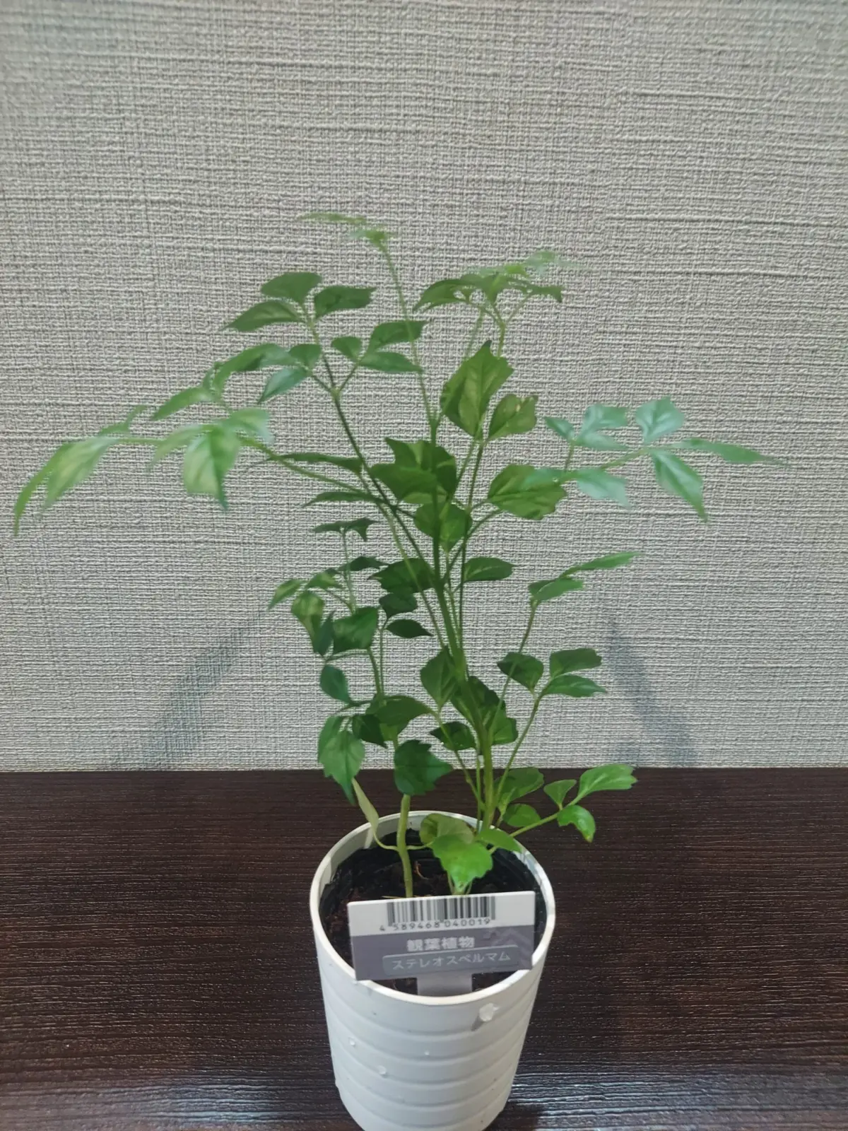 ステレオスペルマム