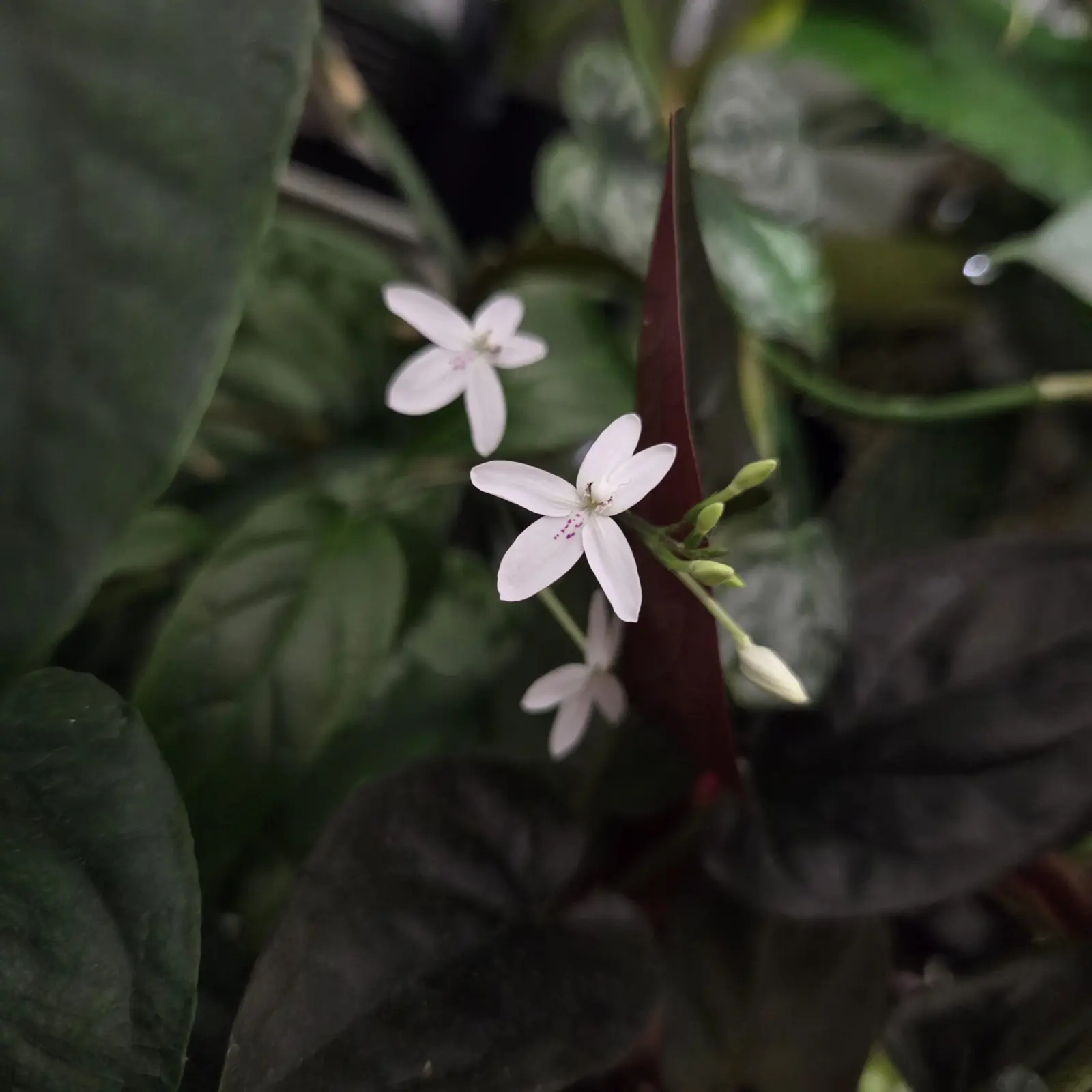 プセウデランテマム バリアビレ ？