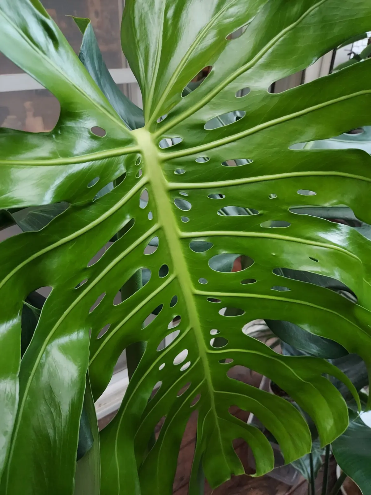 モンステラ　デリシオーサ