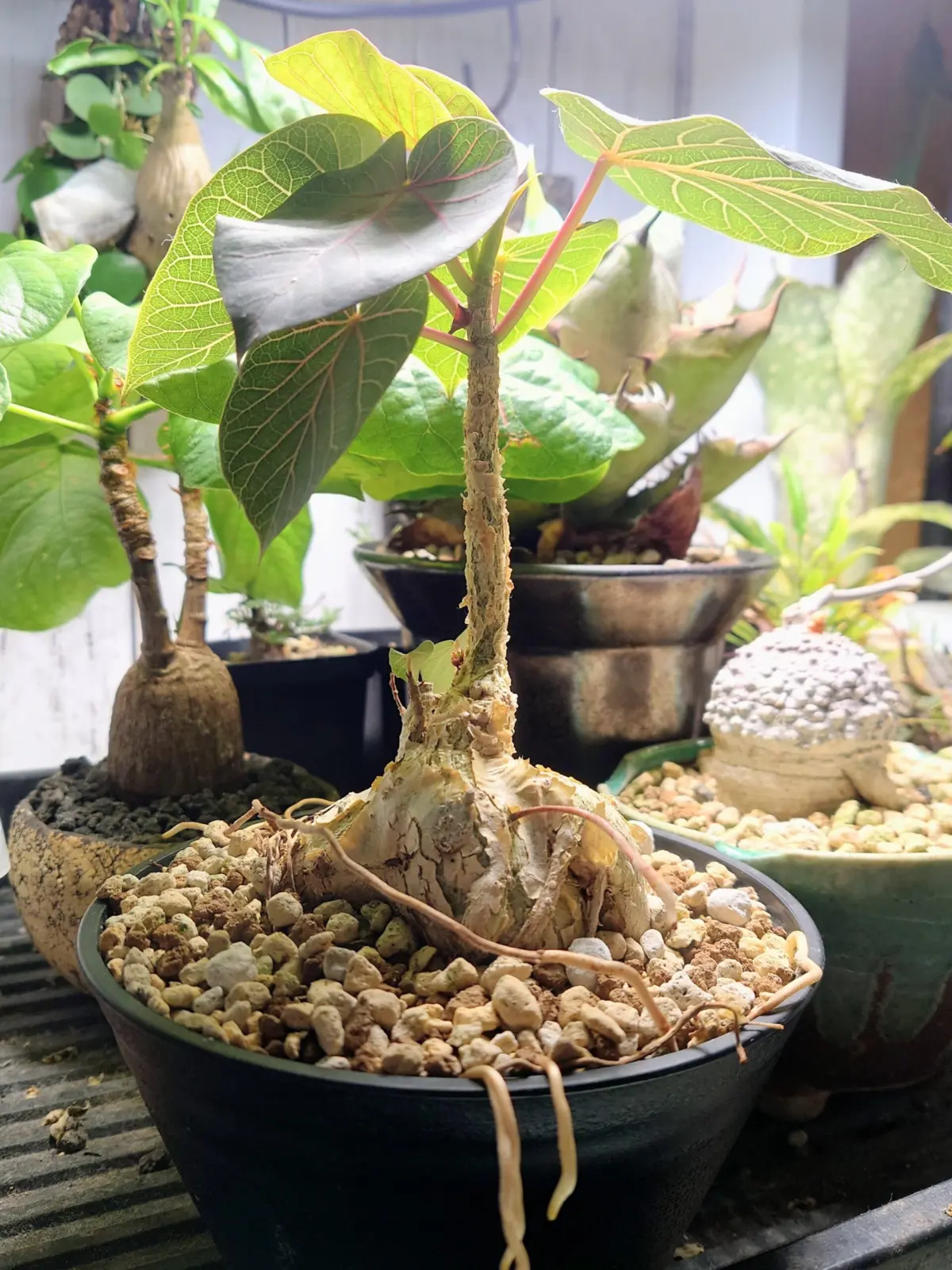 フィカス　ペティオラリス