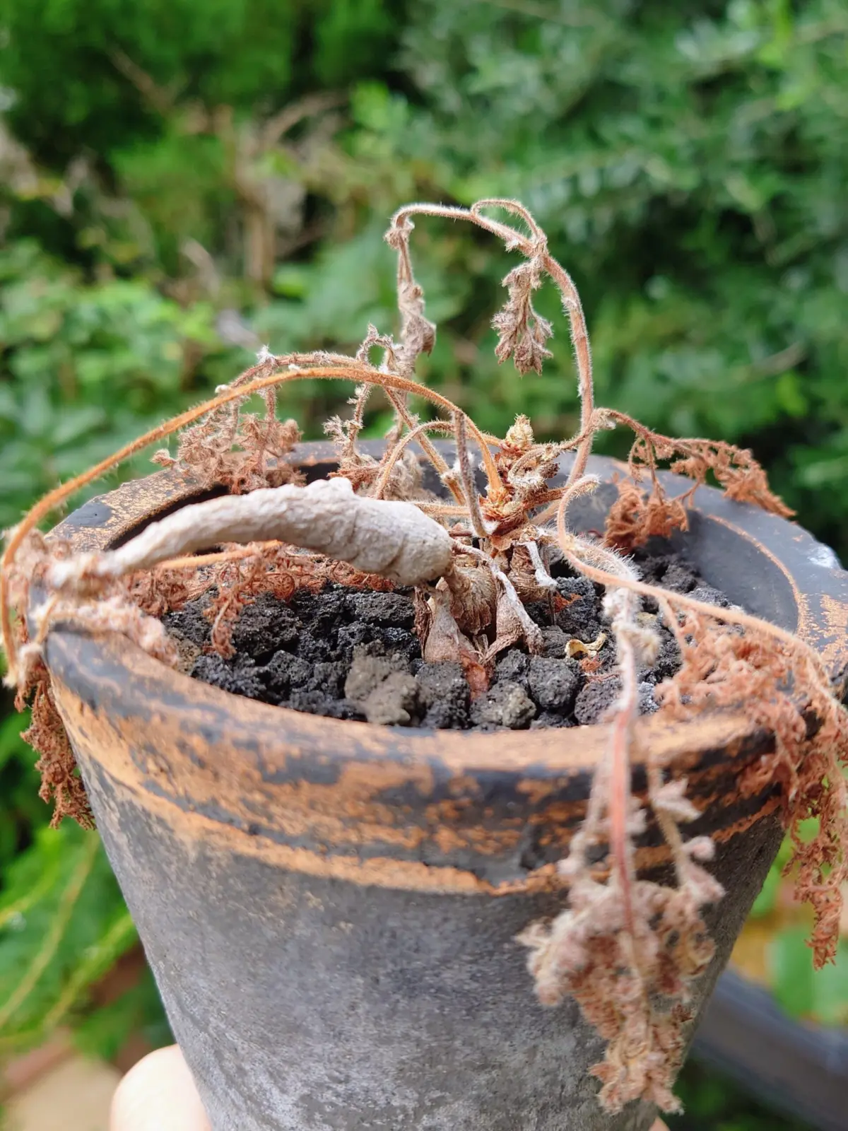 ペラルゴニウム　トリステ　塊根植物