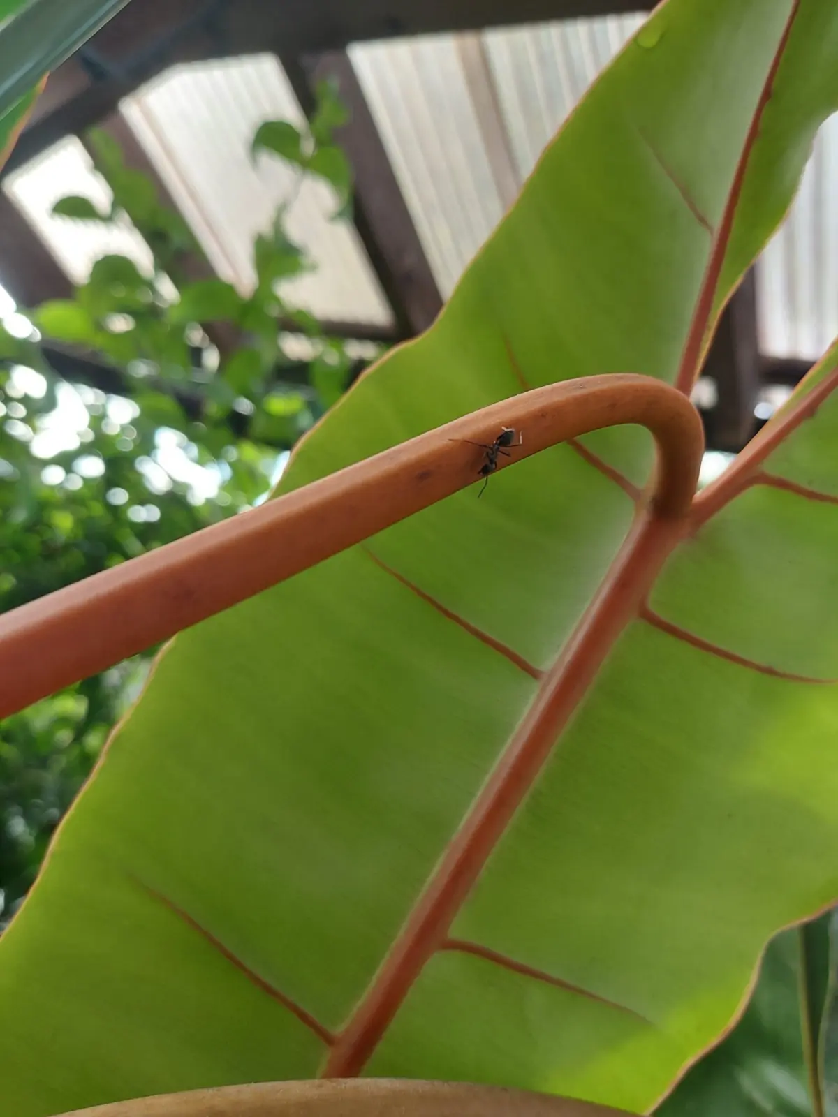 フィロデンドロン　ビリティアエ　アリ