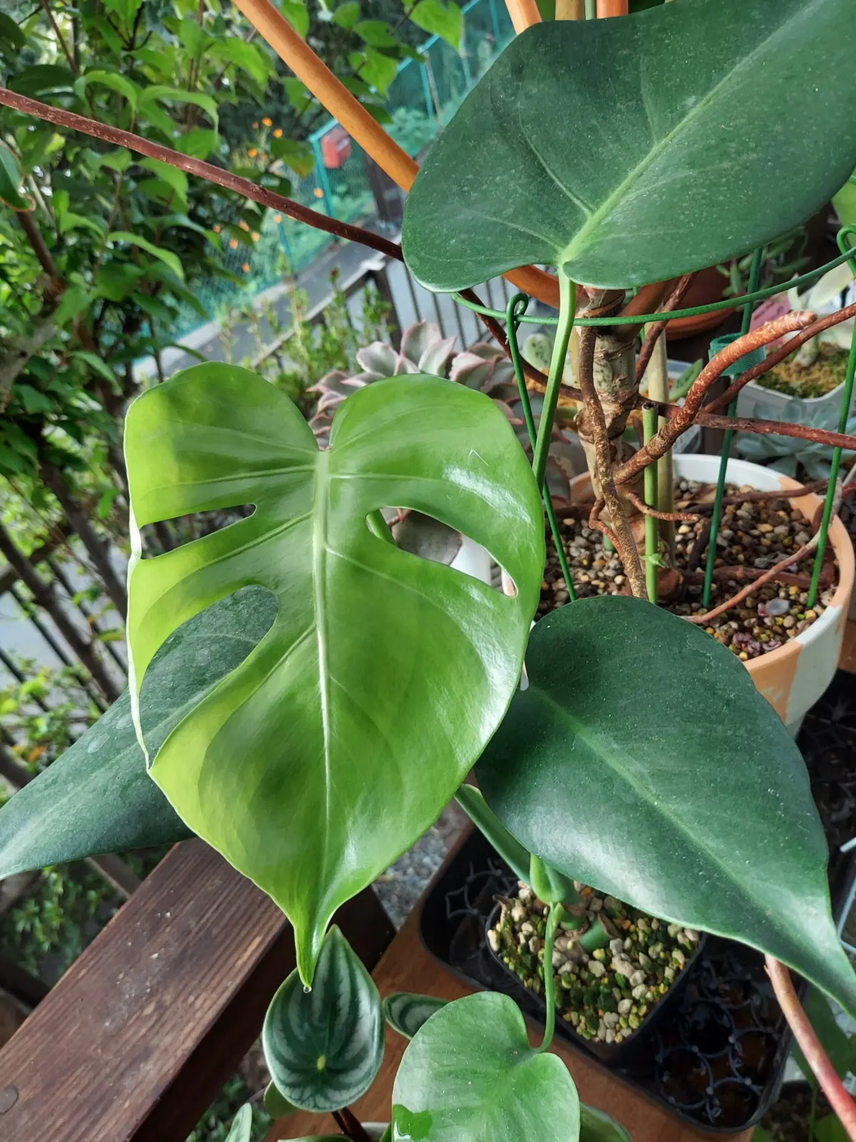 モンステラ　デリシオーサ　節伏せ