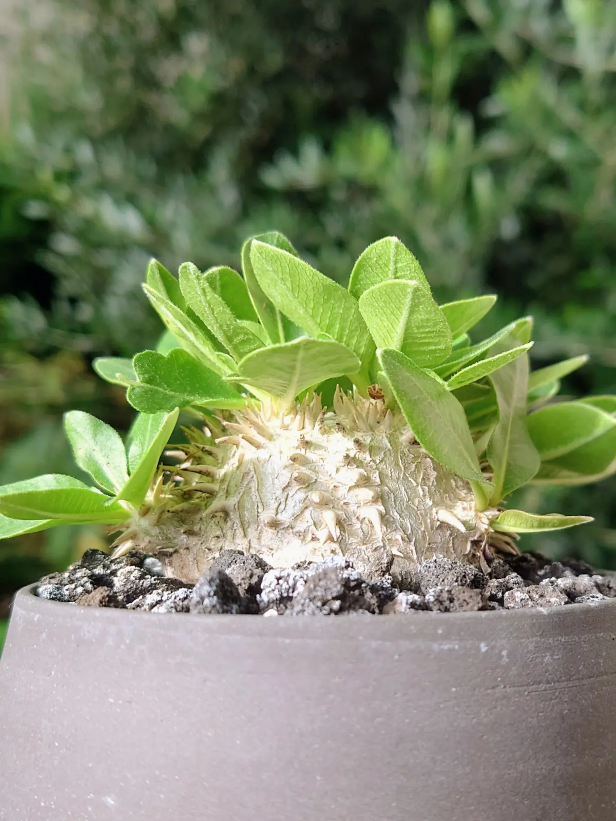 パキポディウム　ブレビカウレ　恵比寿笑い　塊根植物