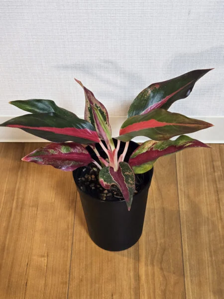 アグラオネマ レッドサンダー