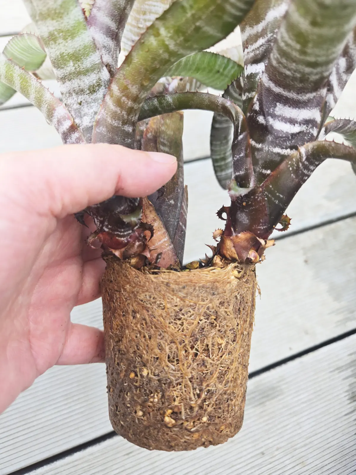 エクメア キャンディケーン