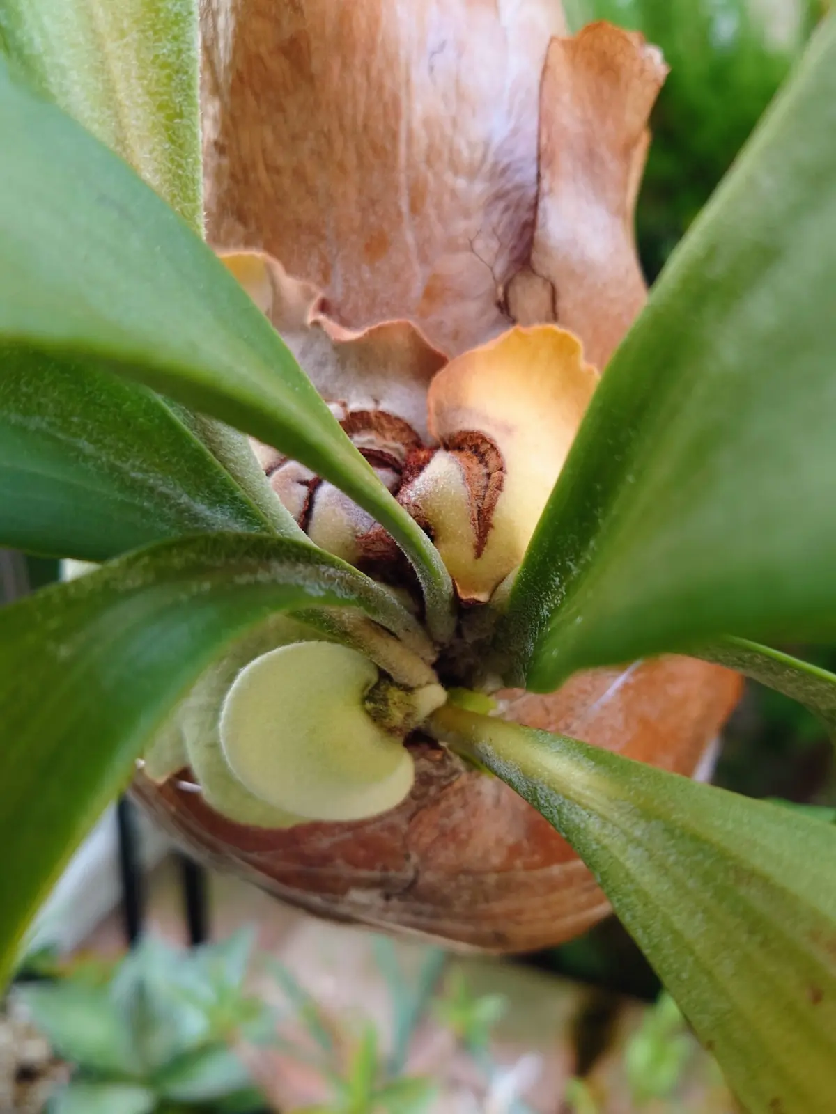 ビカクシダ　ネザーランド　苔玉