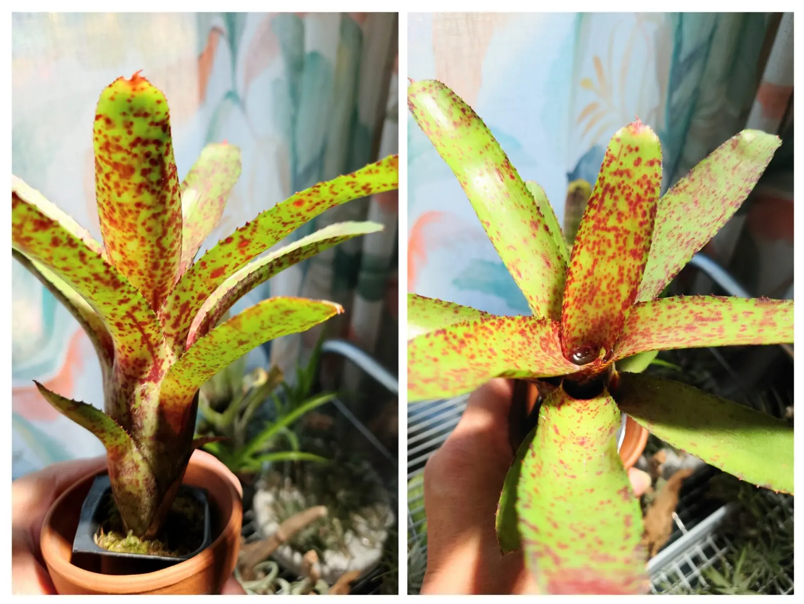 ネオレゲリア　オーストラリアンペッパー