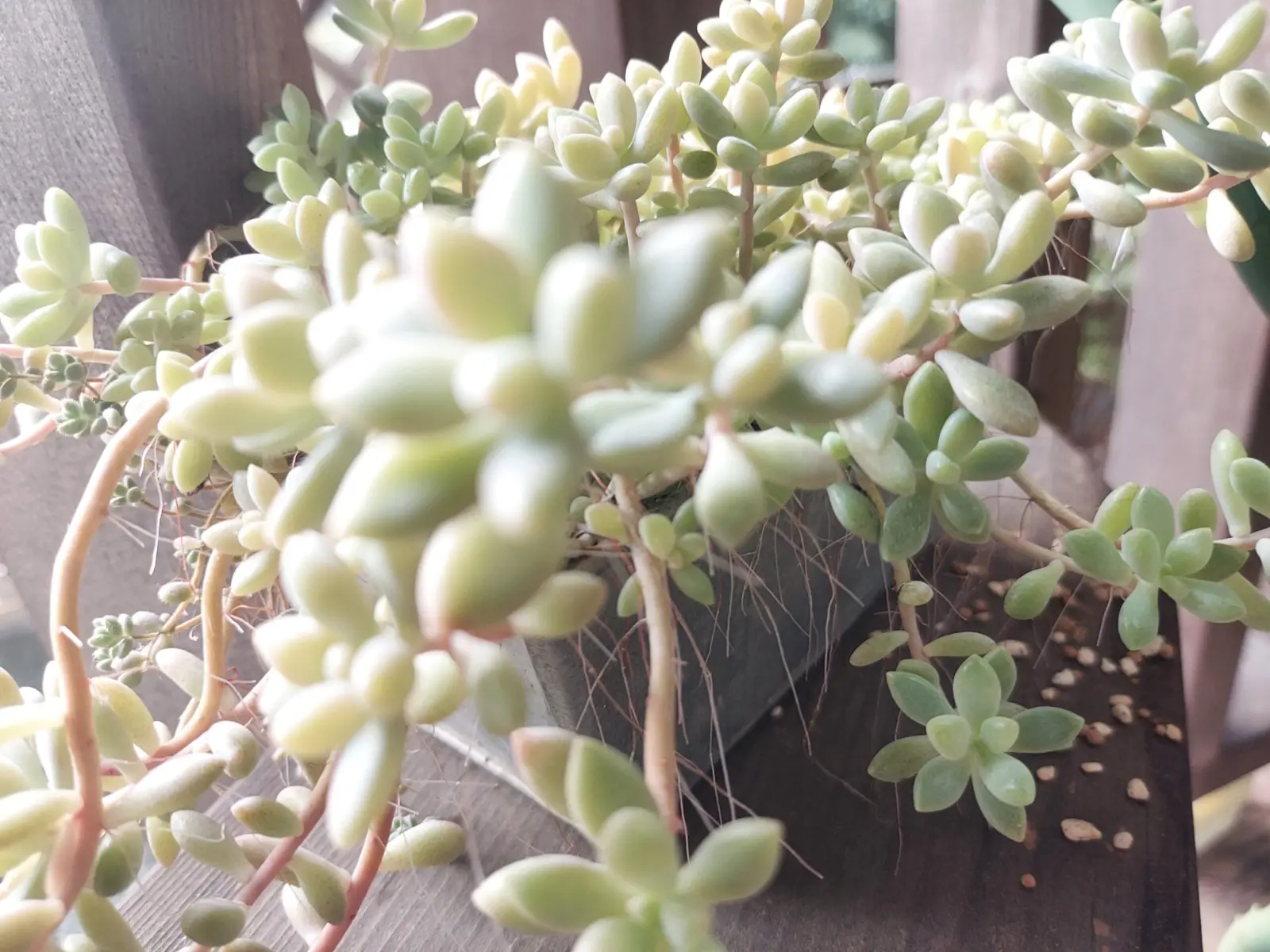 多肉植物　姫秋麗　根っこ