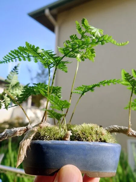 トキワシノブ