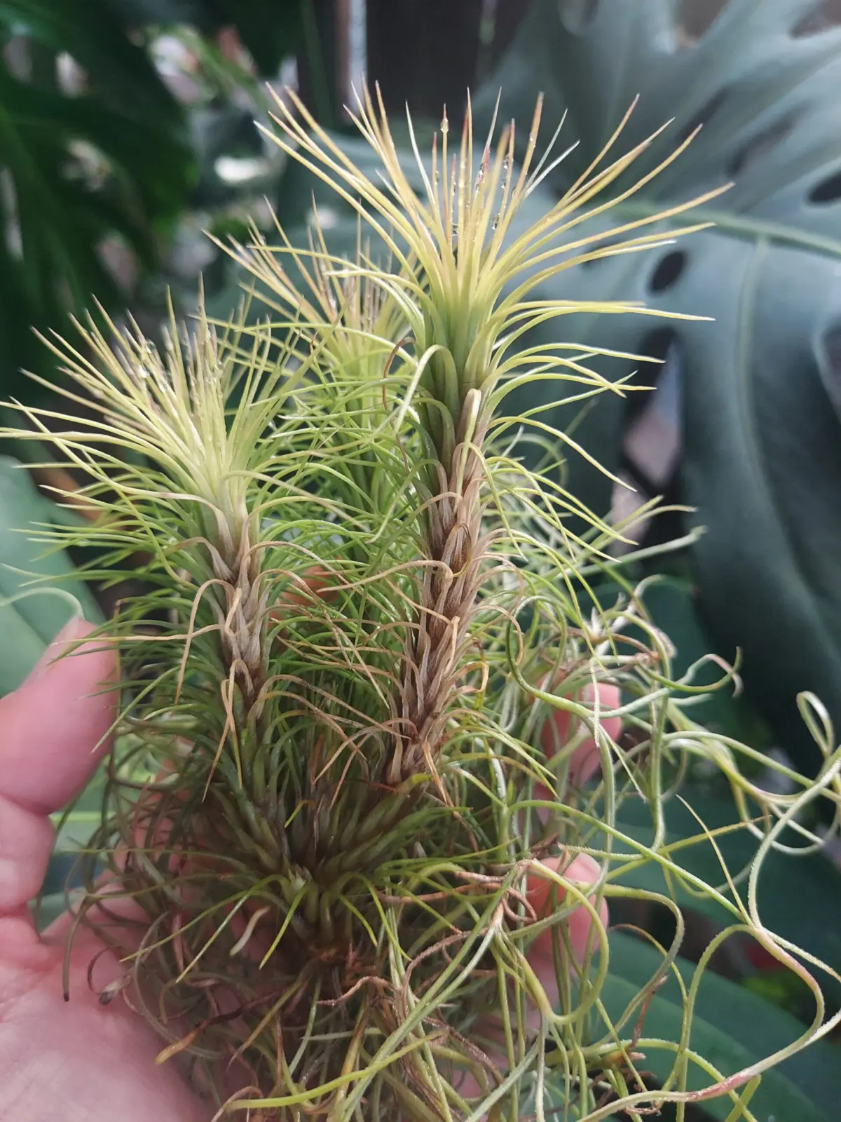 ティランジア　フンキアナ　枯れ