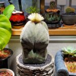 figyaaaのアバター