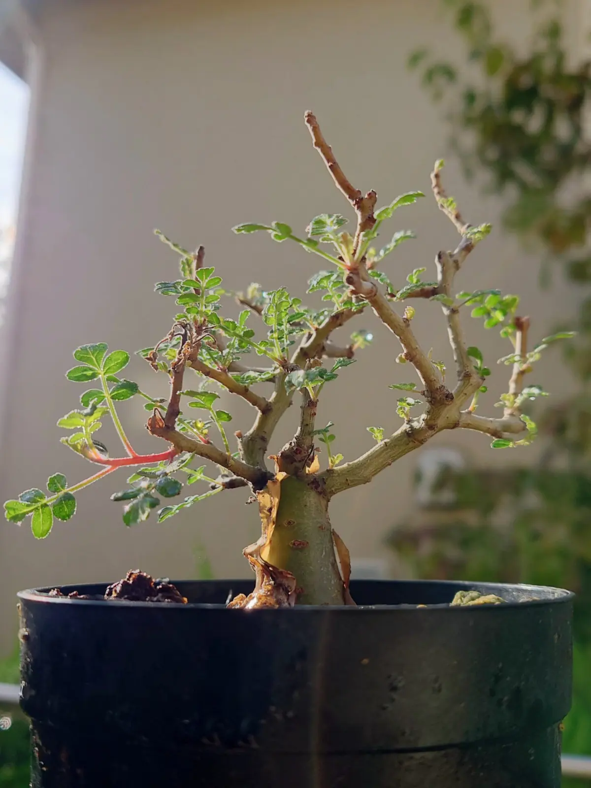 パキコルムス　ディスカラー　象の木　塊根植物　実生