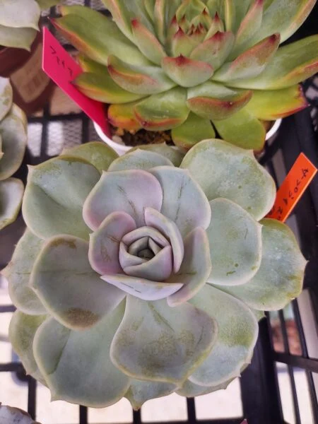 多肉植物　エケベリア　ブルーサプライズ