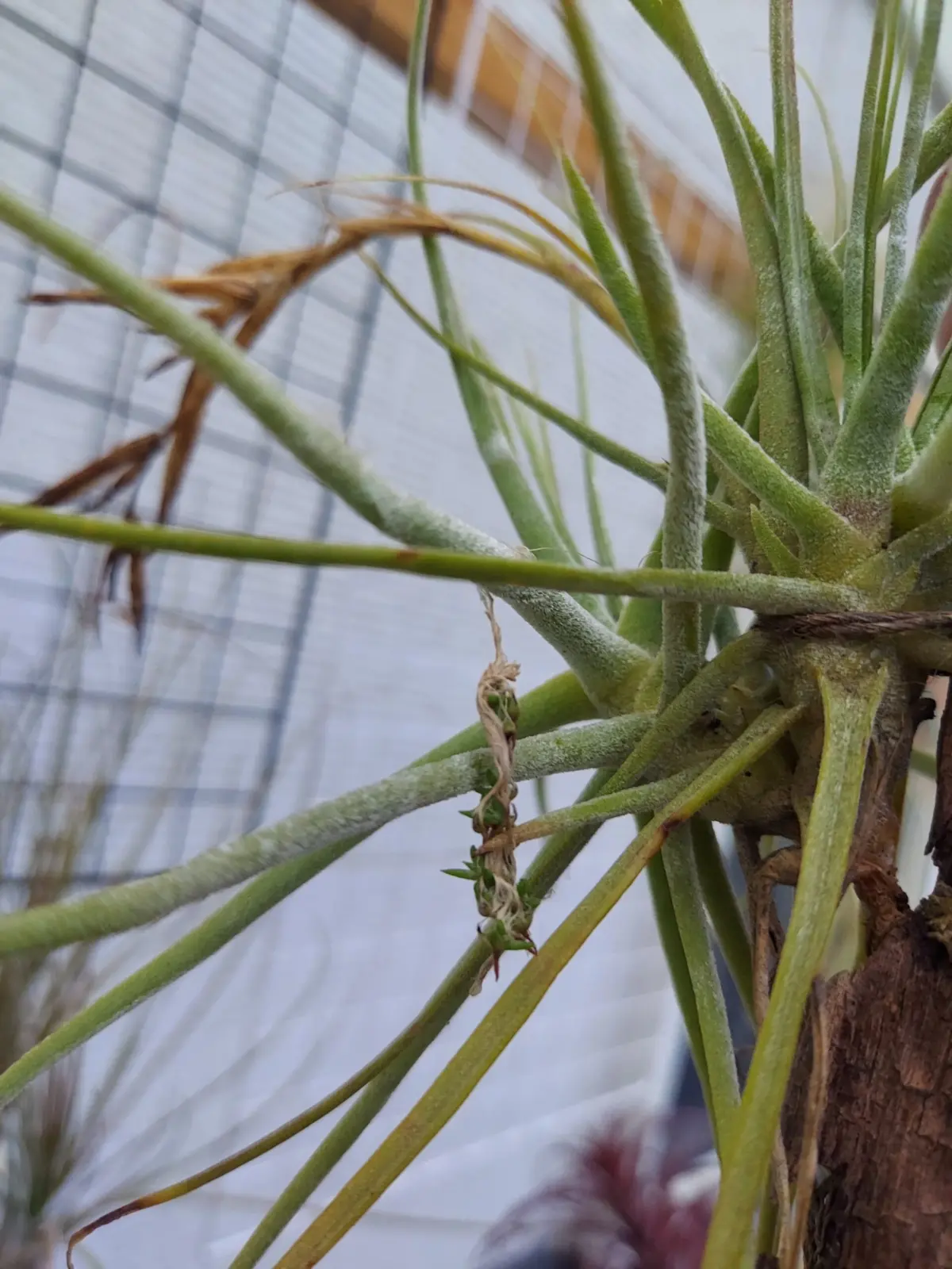 ティランジア　シーディアナ　発芽