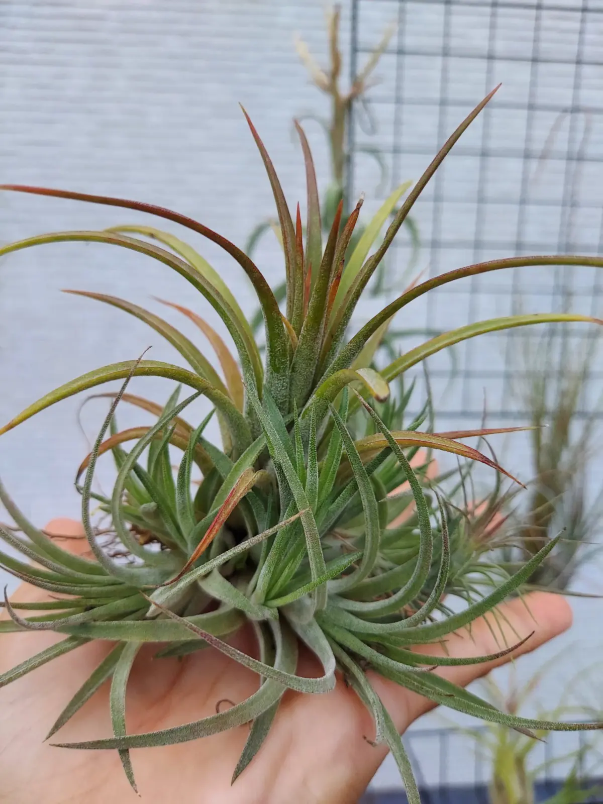 ティランジア　イオナンタ　クロス