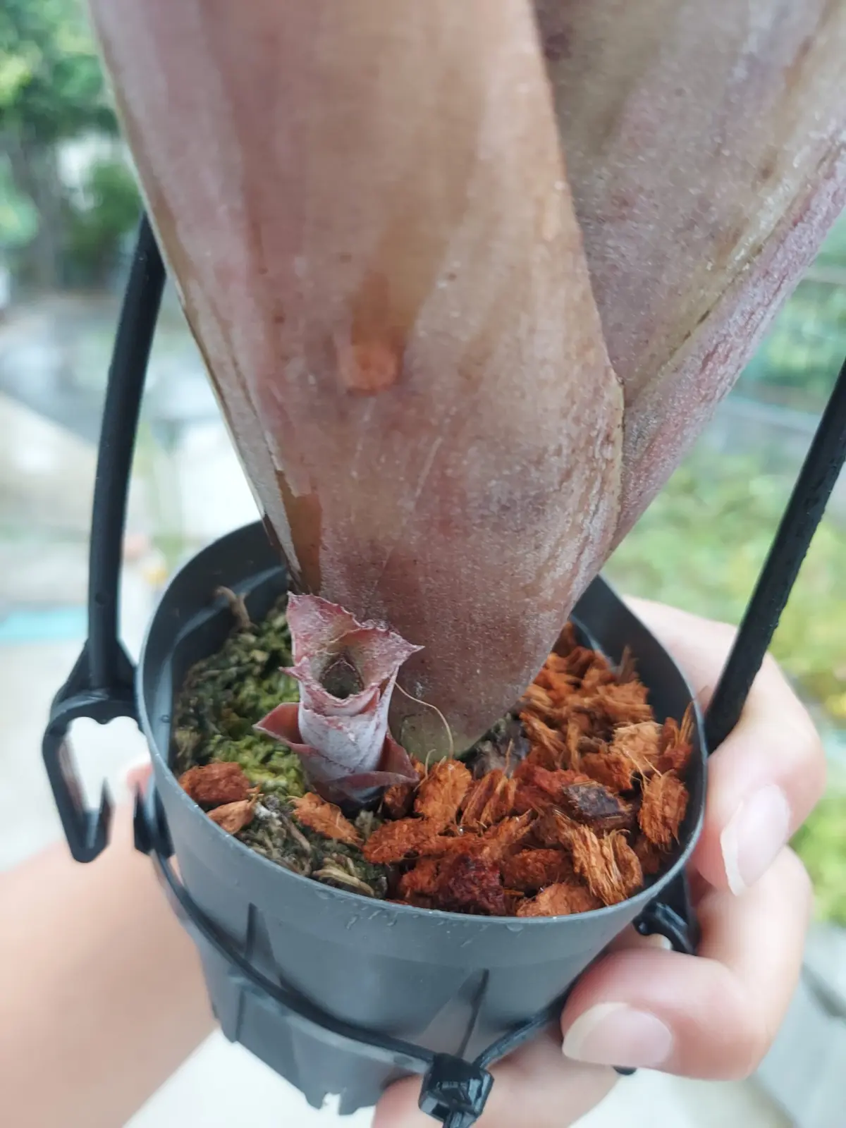 ビルベルギア　シンパティコ　子株