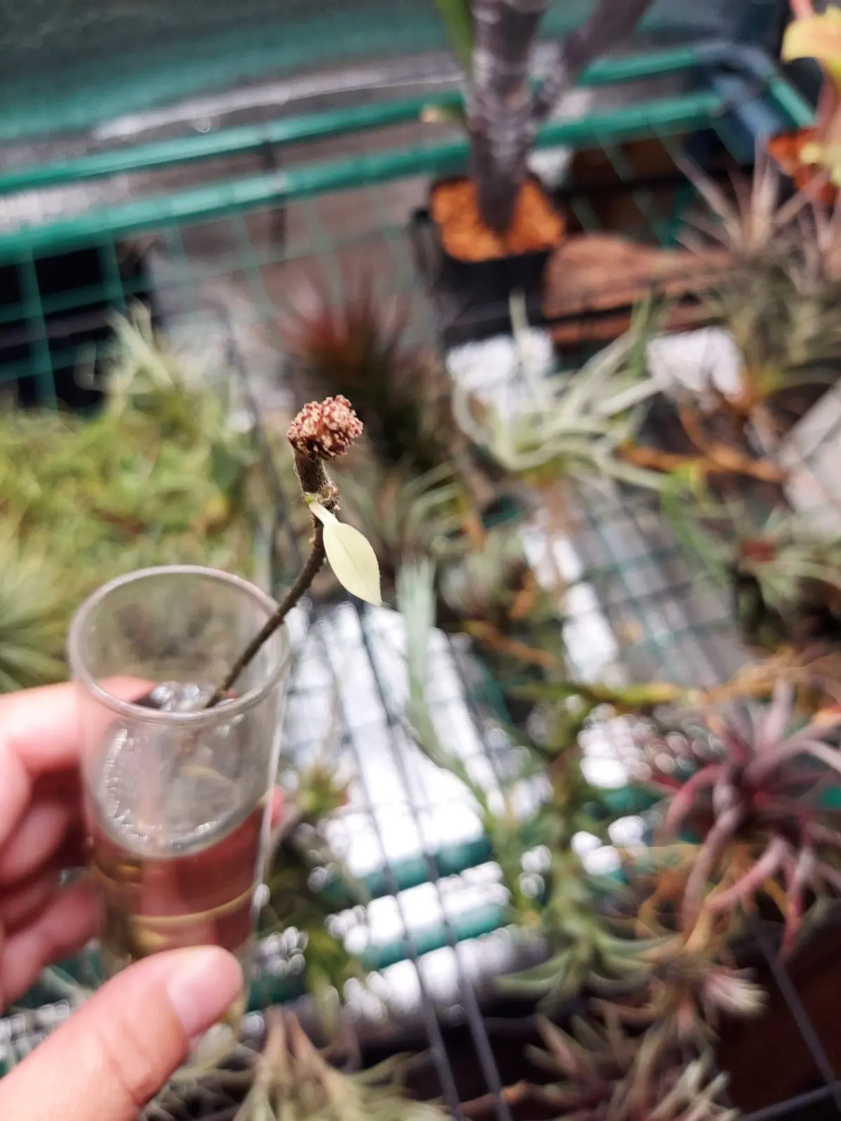 ホヤ・カルノーサ　水挿し