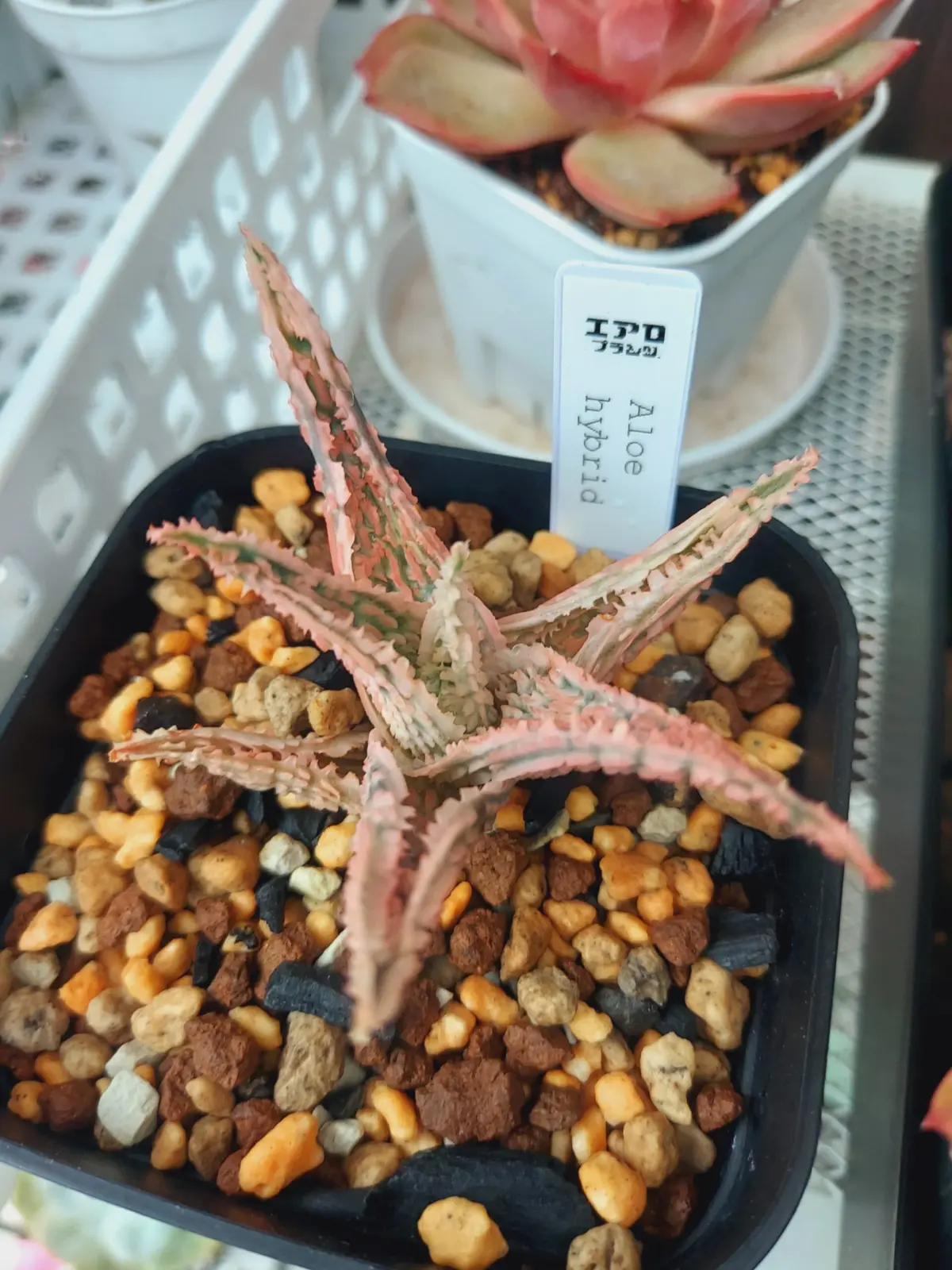 アロエ　子株　成長記録